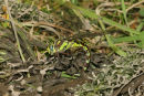 07-8954 Southern Hawker (Aeshna juncea) Ovipositing